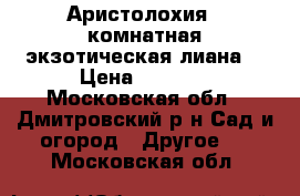 Аристолохия - комнатная экзотическая лиана. › Цена ­ 1 500 - Московская обл., Дмитровский р-н Сад и огород » Другое   . Московская обл.